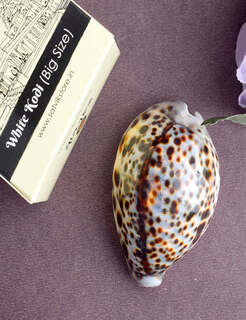 Conch Shell Items