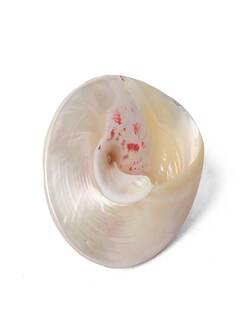 Conch Shell Items