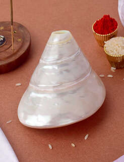 Conch Shell Items