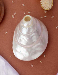 Conch Shell Items