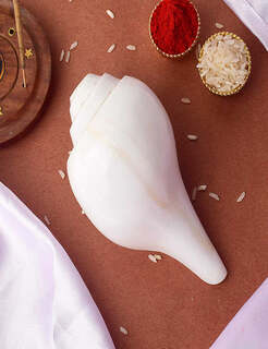 Conch Shell Items