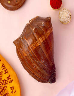 Conch Shell Items