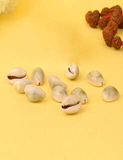 Conch Shell Items