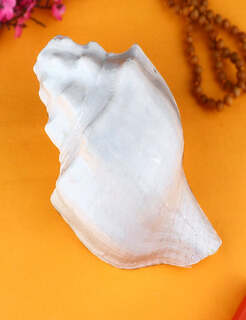 Conch Shell Items