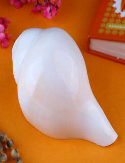 Conch Shell Items