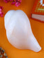 Conch Shell Items