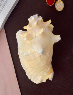 Conch Shell Items