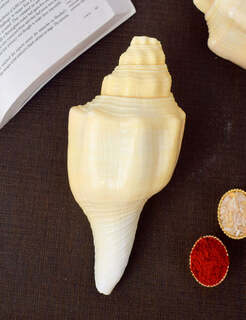 Conch Shell Items