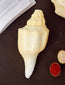 Conch Shell Items