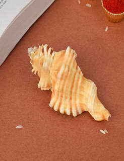 Conch Shell Items
