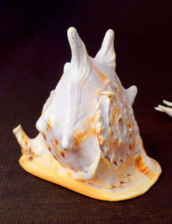 Conch Shell Items
