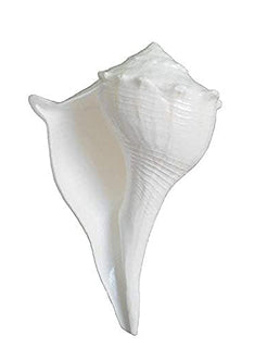 Shankh