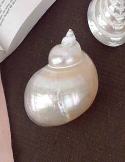 Conch Shell Items
