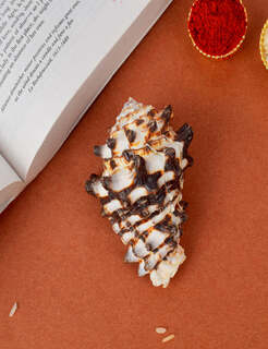 Conch Shell Items